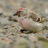 Cecetka belava - Acanthis hornemanni - Arctic Redpoll 2063